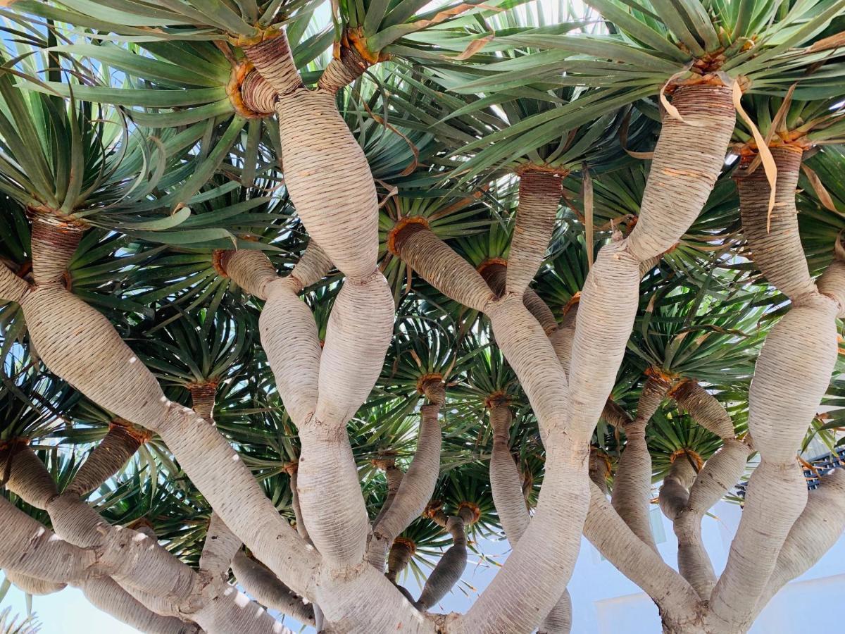 El Drago Daire Costa Teguise Dış mekan fotoğraf